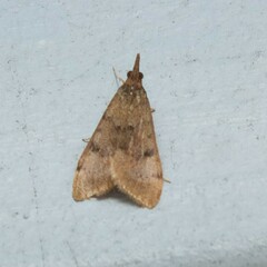 Uresiphita