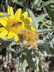 Halictus ligatus