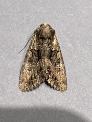 Mniotype occidentalis