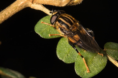 Helophilus antipodus