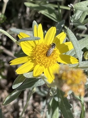 Halictus ligatus