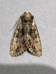 Mniotype occidentalis