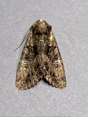 Mniotype occidentalis