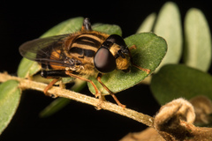 Helophilus antipodus