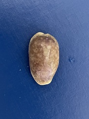 Naria erosa
