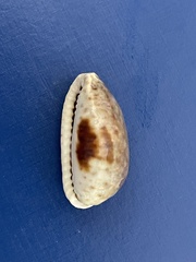 Naria erosa
