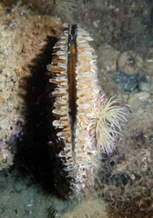 Pinna nobilis