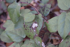 Cameraria gaultheriella