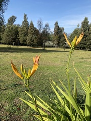 Hemerocallis citrina
