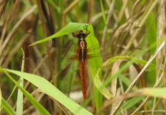 Rhodothemis lieftincki