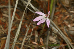 Caladenia fuscata