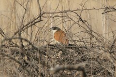 Centropus superciliosus burchellii