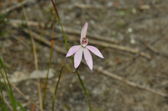 Caladenia fuscata