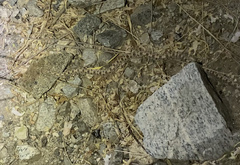 Phyllorhynchus decurtatus