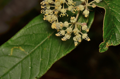 Image of Pomaderris elliptica by (c) James (Jim) Duggan, some rights reserved (CC BY-SA)