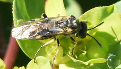 Tenthredo limbalis