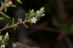 Leucopogon collinus