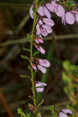 Tetratheca labillardierei