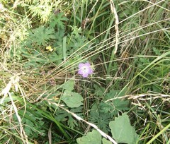 Geranium collinum
