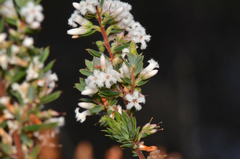 Leucopogon collinus