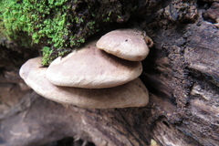 Tapinella panuoides