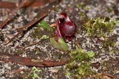 Corybas unguiculatus