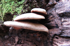 Tapinella panuoides
