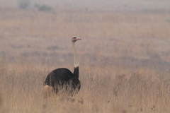 Struthio camelus australis