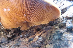 Tapinella panuoides