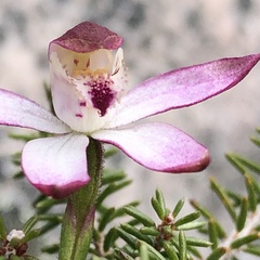 Caladenia moschata