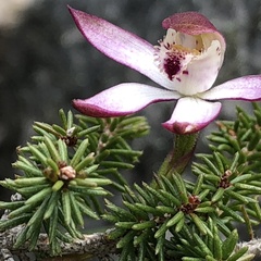 Caladenia moschata