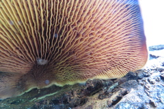 Tapinella panuoides