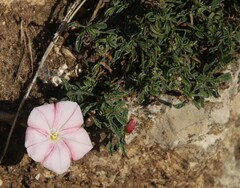 Convolvulus cantabrica