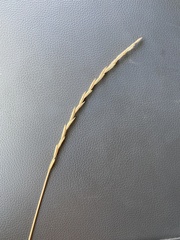 Thinopyrum intermedium