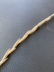 Thinopyrum intermedium