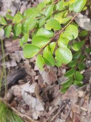 Bridelia cathartica