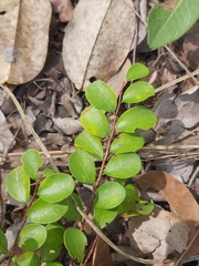 Bridelia cathartica