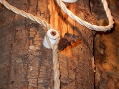 Nymphalis polychloros