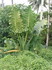 Alocasia