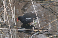 Gallinula chloropus meridionalis