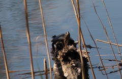 Emys orbicularis orbicularis