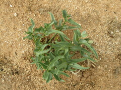 Raphionacme haeneliae