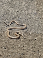 Pseudonaja textilis