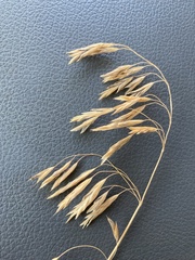 Bromus japonicus