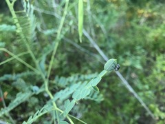 Eudiagogus rosenschoeldi