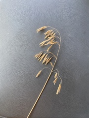 Bromus japonicus