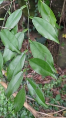 Pothos chinensis
