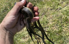 Thamnophis hammondii