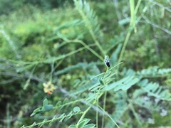 Eudiagogus rosenschoeldi