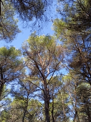 Pinus halepensis